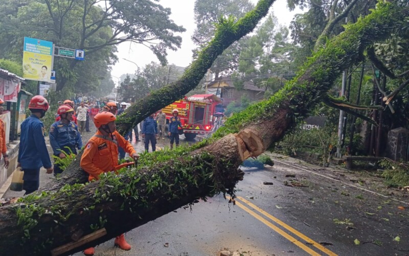 Pohon Trembesi di Ciawi Tumbang Diterjang Hujan Angin