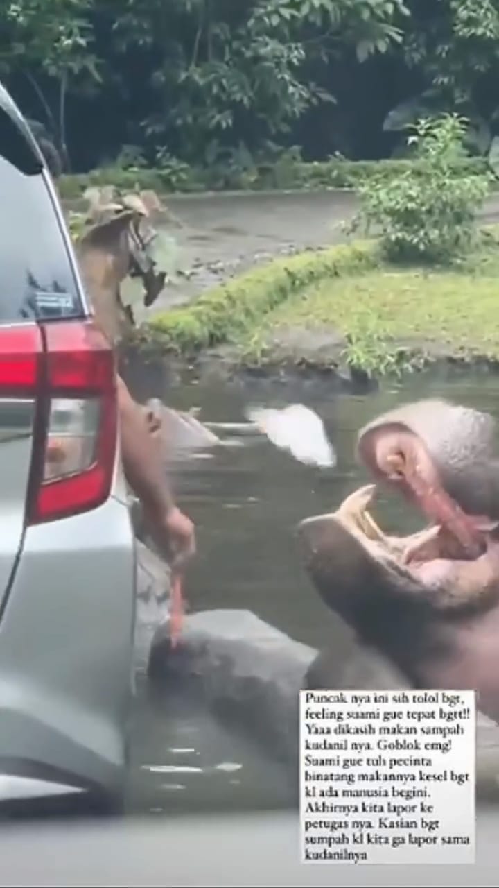 Nah Loh, Pengunjung TSI Bogor yang Beri Makan Kuda Nil Sampah Plastik Dicari Polisi