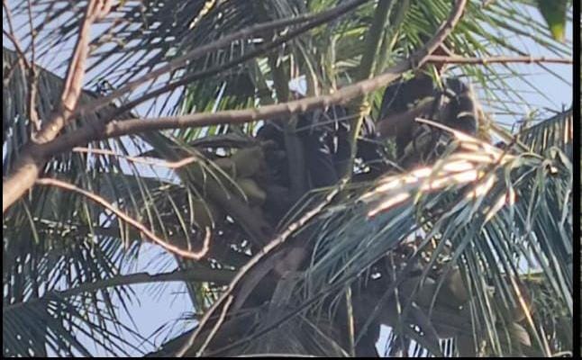 Diduga Karena Sudah Tua, Mad Sholeh Tewas di Atas Pohon Kelapa
