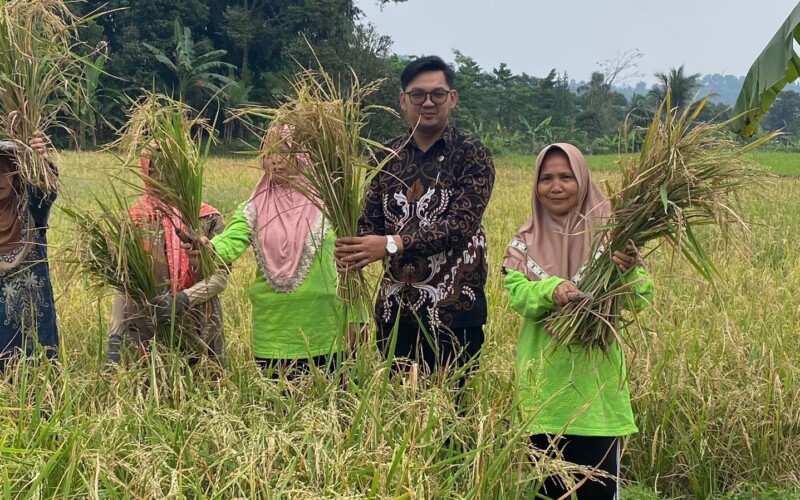 Pemdes Cibitung Wetan Bersama KWT Gelar Panen Raya Padi