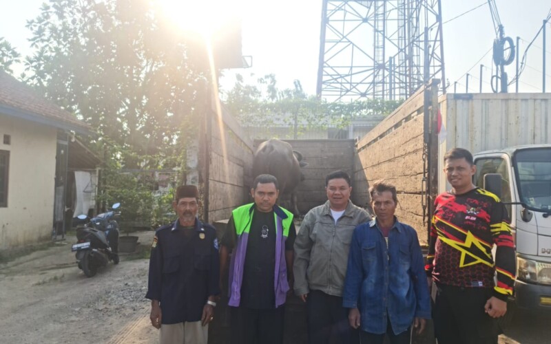 Tegang, Aksi Kejar-Kejaran Polisi dengan Pelaku Pencurian Kerbau di Jasinga
