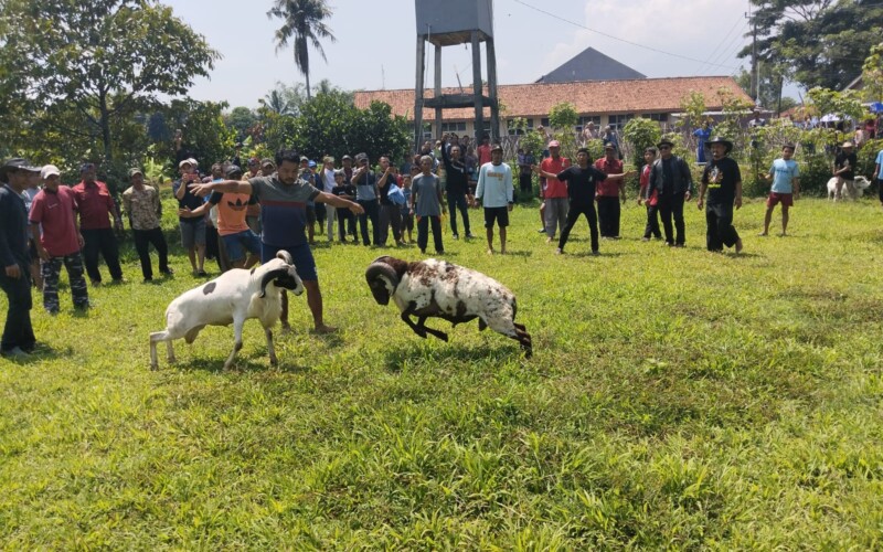 Sebanyak 36 Pemilik Domba Garut Ikut Ketangkasan di Cibitung Wetan