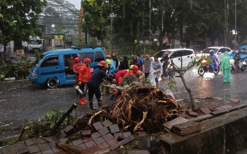 Akibat Diterjang Hujan Deras dan Angin Kencang, Pohon Angsana Setinggi 7 Meter Tumbang