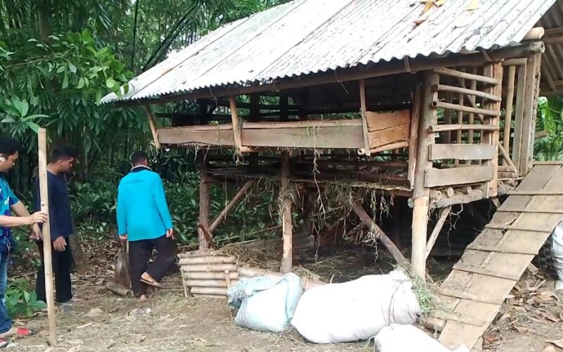 Puluhan Kambing Dijagal Maling Didalam Kandang di Pingku Parungpanjang