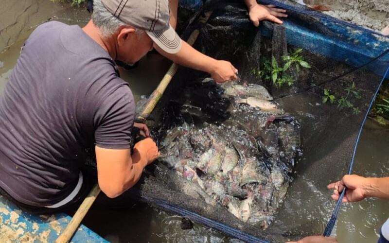 Hasil Panen Ikan Program Eco-Village Desa Cimanggu Dua Bisa Membantu Program Stunting