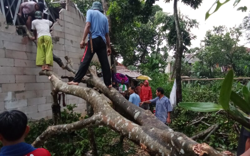 Akibat Diterjang Hujan Deras dan Angin Kencang, Pohon Tumbang dan Rumah Warga Rusak di Ciaruteun Ilir