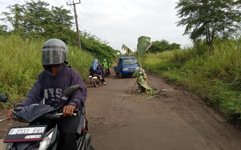 Akibat Jalan Raya Jampang Dibiarkan Rusak, Warga Tanam Pohon