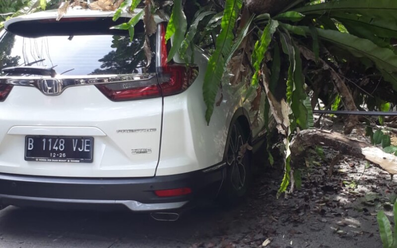 Mobil dan Motor Tertimpa Pohon Tumbang di Ciawi, 8 Orang Luka-Luka