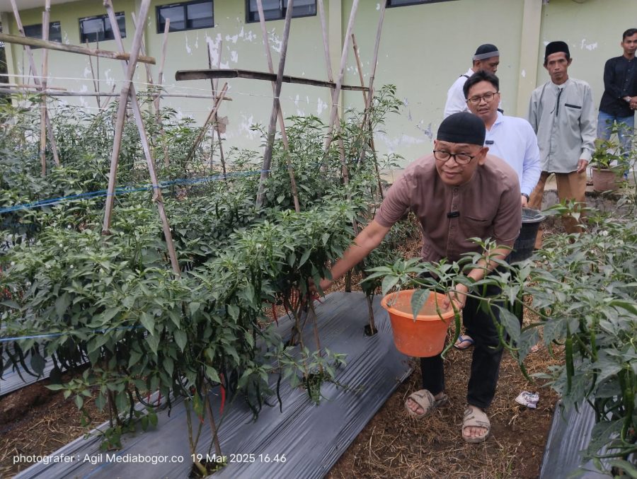 Kadis Distahorbun Resmikan Lahan Percontohan di BPP wilayah V, Simbolis Panen Cabai Kriting