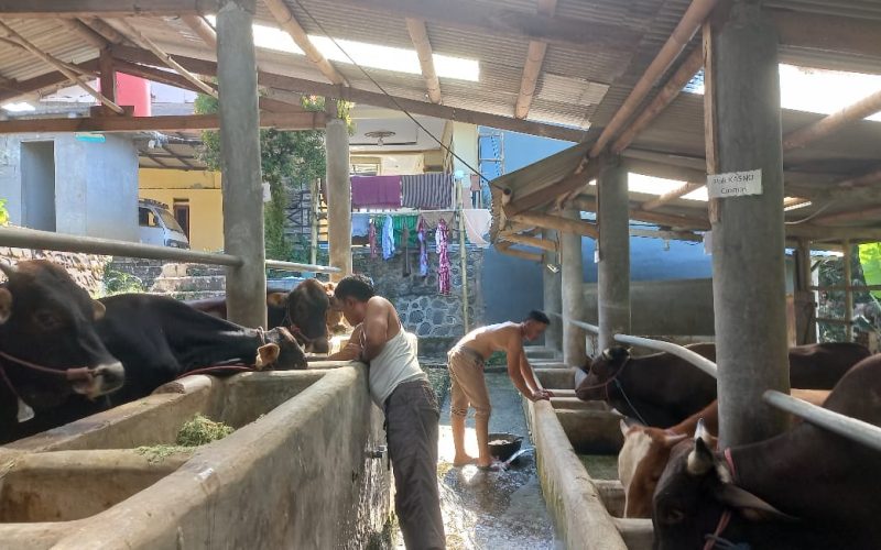 Jelang Hari Raya Idul Adha, Pedagang Hewan Kurban di Rumpin Alami Peningkatan Pesanan