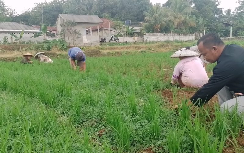 Optimalisasi Lahan Kering Desa Cibitung Wetan Gelorakan Tanam Padi Gogo