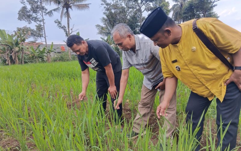 Pemanfaatan lahan menanam Padi Gogo di Desa Cibitung wetam, Ini Manfaatnya