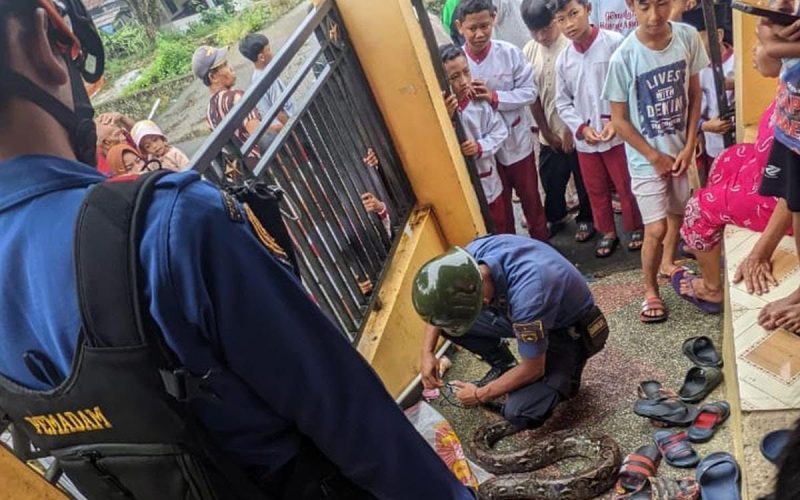 Januari Hingga Awal Agustus 2025, Damkar Kabupaten Bogor Evakuasi 300 Ular yang Teror Rumah Warga