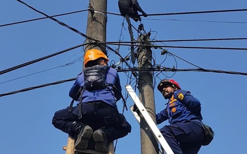 Damkar Evakuasi Lutung Jawa yang Nyangkut di Kabel Listrik Parungpanjang, Prosesnya Capai 1 Jam