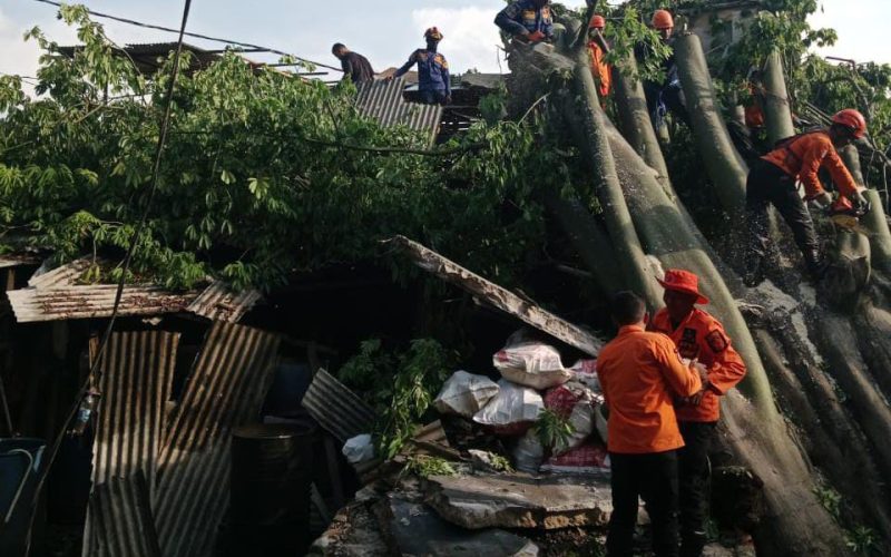 Pohon Kapuk Tumbang Timpa 2 Bangunan di Citeureup, 1 Orang Kesurupan