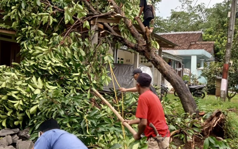 Akibat Hujan Deras dan Angin Kencang, Pohon Tumbang Timpa Rumah Warga di Rumpin