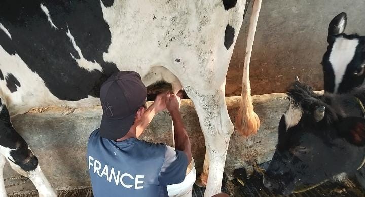 Pengembangan Budidaya Sapi Perah di Kelompok Ternak Robusta di Desa Pamijahan.