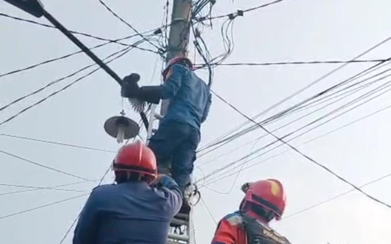 Damkar Evakuasi Burung Hantu yang Nyangkut di Kabel Listrik Parung