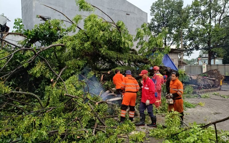 Hujan Angin, Satu Pohon Tumbang di Tanah Baru