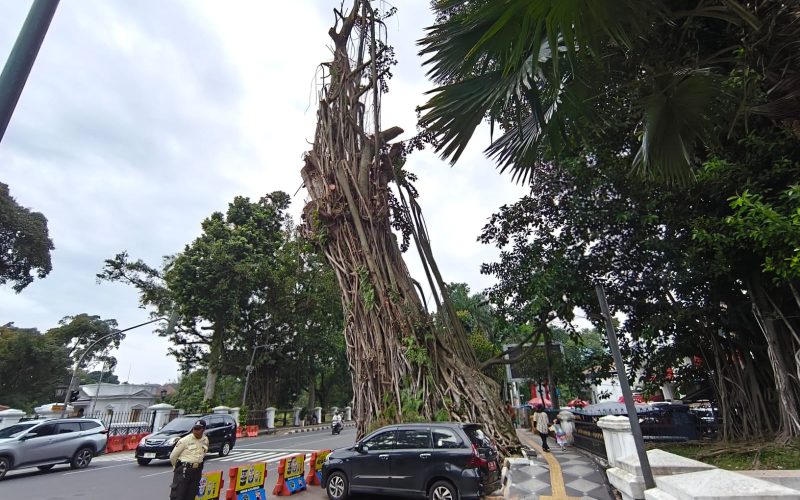 Demi Keselamatan Masyarakat, Pohon Kerat Kebo Tua Dikawasan Kantor Balaikota di Pangkas
