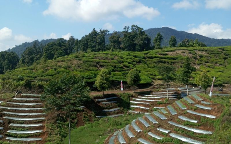 300 Hektare Hutan di Kabupaten Bogor Hilang Tiap Tahunnya, Deforestasi Terjadi