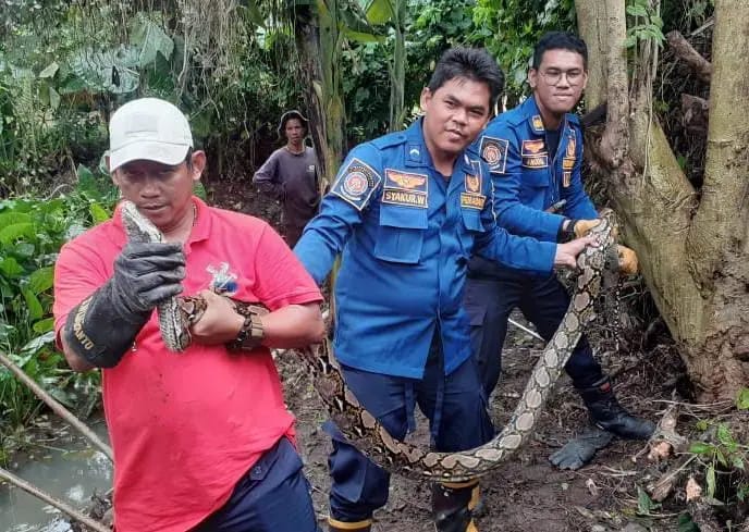 Apapun Masalahnya Damkar Solusinya, 1.648 Reptil dan Kejadian Unik di Kabupaten Bogor Dievakuasi