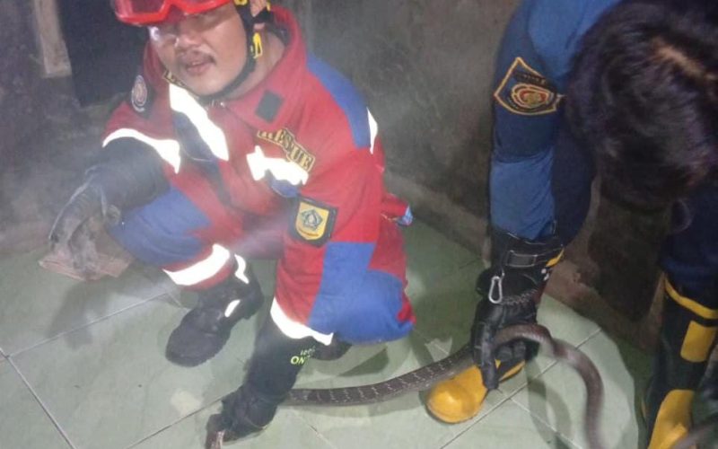 Ular King Cobra Sepanjang 2 Meter Masuk ke Rumah Warga Cariu, Damkar Evakuasi