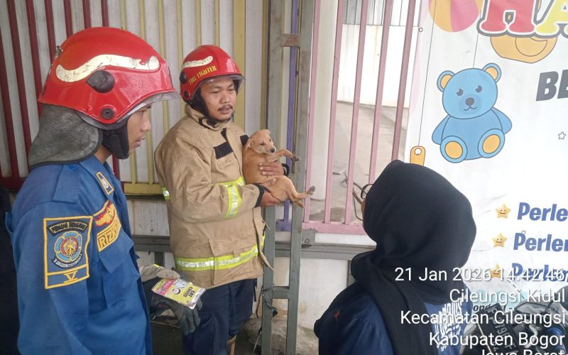 Anjing Liar di Cileungsi Resahkan Warga, Damkar Evakuasi