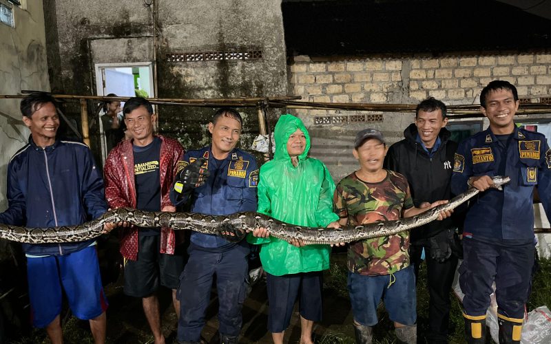 Bersarang Dua Tahun, Ular Sanca 6 Meter Berhasil Dievakuasi Damkar Kota Bogor