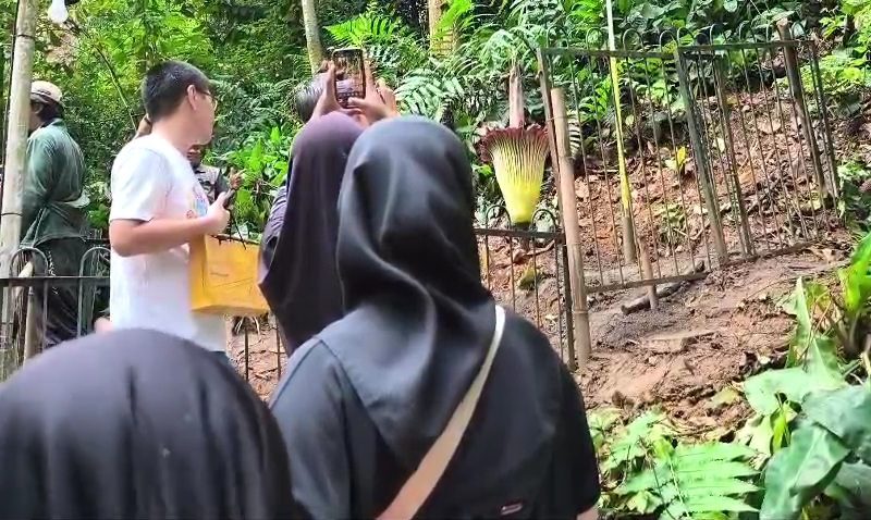 Langka, Bunga Bangkai Amorphophallus Titanum Mekar Sempurna di Kebun Raya Bogor
