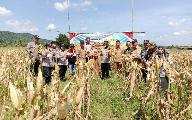 Kapolsek Kemang Panen Jagung Hibrida, Bukti Dukungan Polri Guna Swasembada Pangan dan Program Asta Cita Presiden