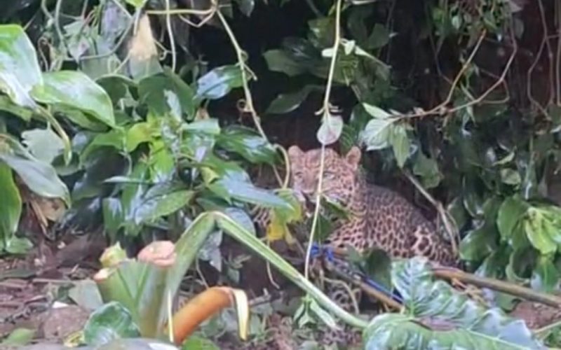 Geger! Seekor Macan Tutul Terjerat di Pemukiman Warga Gunung Mas Bogor