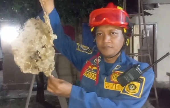Petugas Damkar Kabupaten Bogor Evakuasi Sarang Tawon Vespa di Leuwiranji, Ini Penyebabnya