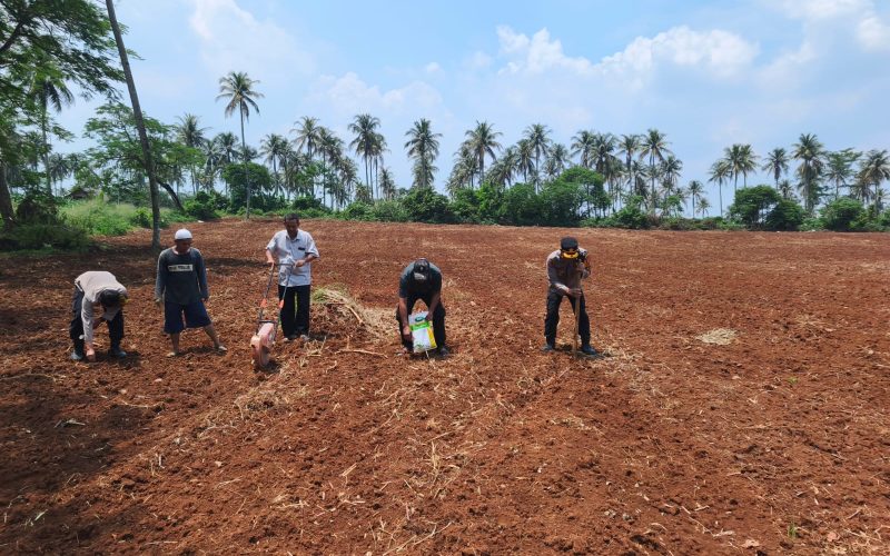 Dukung Asta Cita, Kapolsek Rumpin Pimpin Tanam Jagung Hibrida 1 Hektar