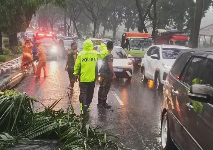 Pohon Palem Tumbang, Pengendara Motor di Cibinong Tewas Tertimpa