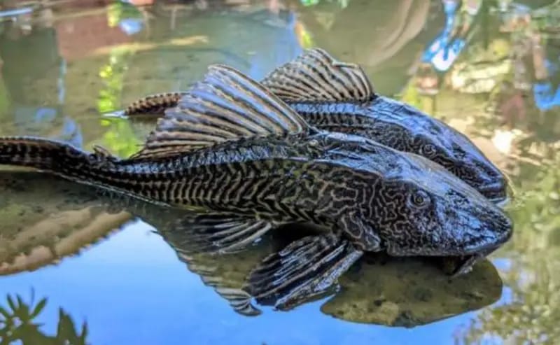 Rusak Ekosistem Perairan, Diskanak Gencarkan Pemusnahan Ikan Sapu-sapu di Kabupaten Bogor