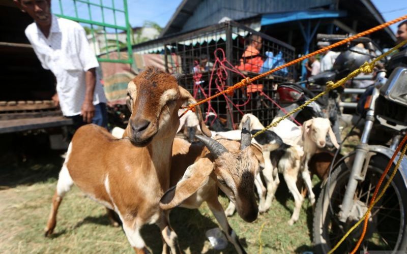 Jelang Idul Adha, DKPP Bogor Minta Pedagang Hewan Kurban Tak Gunakan Area Publik