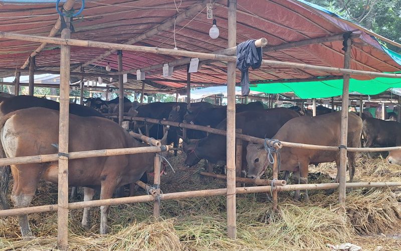 Tim Pemantauan Hewan Kurban Dibentuk Pemkab Bogor Jelang Idul Adha 1447 Hijriah