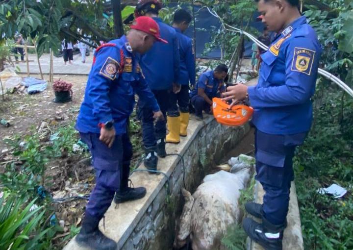 Ngamuk Saat Diberi Makan, Damkar Evakuasi Sapi Masuk Selokan di Babakan Madang