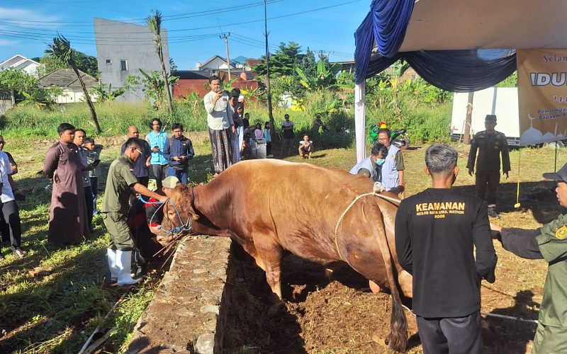 Presiden Prabowo Kurban Sapi 1,2 Ton, Jadi yang Perdana di Masjid Nurul Wathon