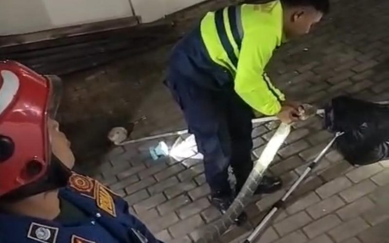 Damkar Evakuasi Ular King Cobra 4 Meter yang Masuk ke Garasi Rumah Warga di Parungpanjang