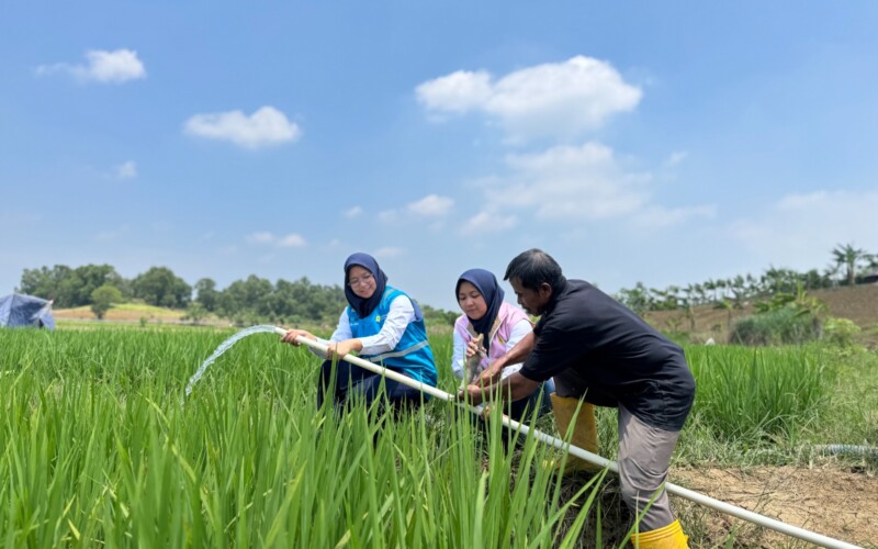 Listrik PLN Tingkatkan Produktivitas Pertanian di Bekasi, Petani Kini Panen Tiga Kali Setahun
